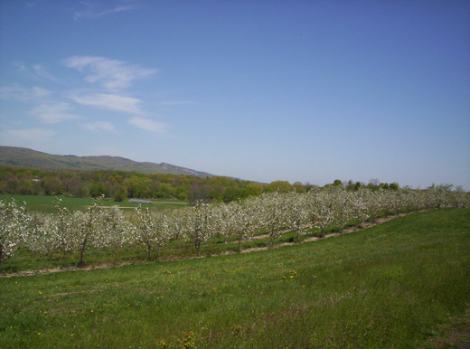 orchard